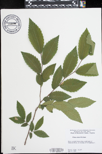 Ulmus alata image