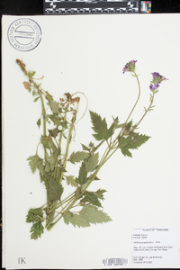 Verbena canadensis image