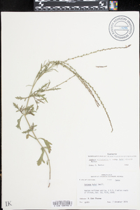 Verbena officinalis image