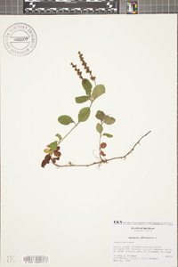 Veronica officinalis image