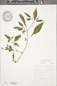 Solanum ptychanthum image