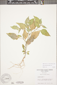 Solanum ptychanthum image