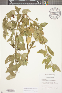 Solanum ptychanthum image