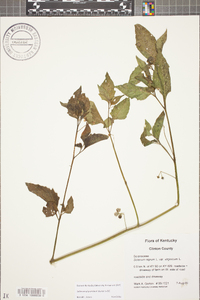 Solanum ptychanthum image