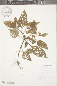 Solanum ptychanthum image