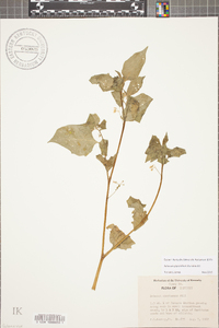 Solanum ptychanthum image