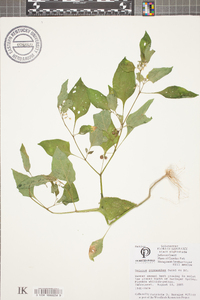 Solanum ptychanthum image