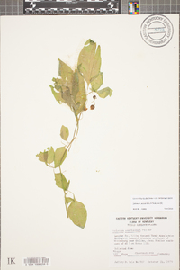 Solanum ptychanthum image