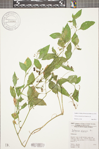 Solanum ptychanthum image