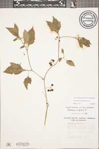 Solanum ptychanthum image