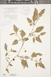 Solanum ptychanthum image