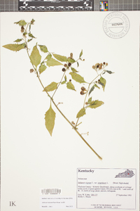 Solanum ptychanthum image