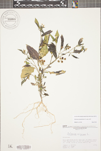 Solanum ptychanthum image