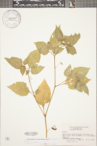 Solanum ptychanthum image