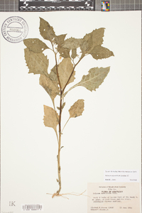 Solanum ptychanthum image