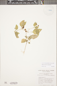 Solanum ptychanthum image