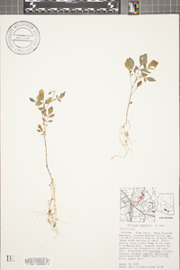 Solanum stoloniferum image