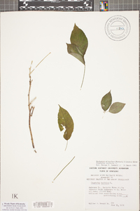 Staphylea trifolia image