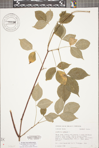 Staphylea trifolia image