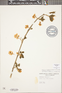 Staphylea trifolia image