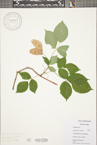 Staphylea trifolia image