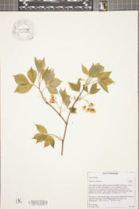 Staphylea trifolia image