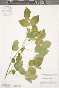 Staphylea trifolia image