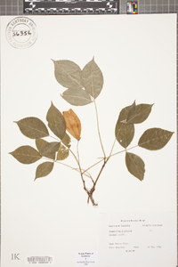 Staphylea trifolia image