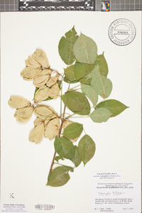 Staphylea trifolia image