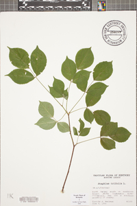 Staphylea trifolia image