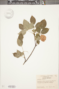 Staphylea trifolia image