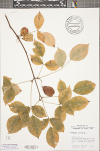 Staphylea trifolia image