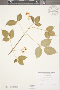 Staphylea trifolia image