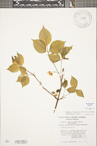 Staphylea trifolia image