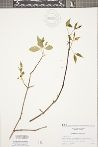 Staphylea trifolia image