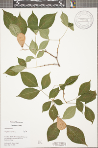 Staphylea trifolia image