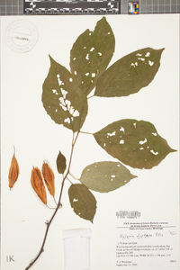 Halesia diptera image