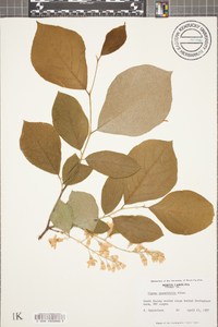 Styrax grandifolius image