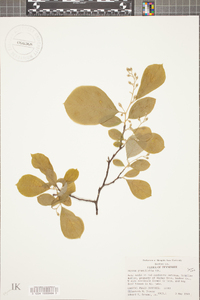 Styrax grandifolius image