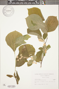 Styrax grandifolius image