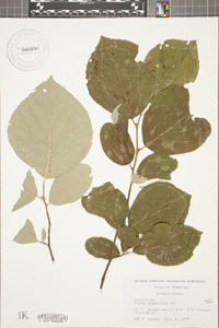 Styrax grandifolius image