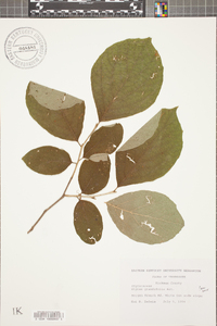 Styrax grandifolius image