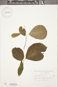 Styrax grandifolius image