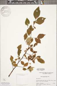 Styrax americanus image