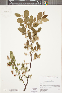 Styrax americanus image