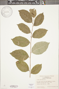 Styrax americanus image