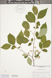 Styrax americanus image