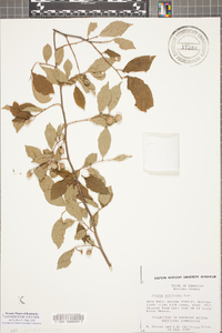 Styrax americanus image