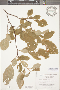 Styrax americanus image