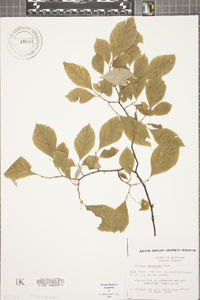 Styrax americanus image